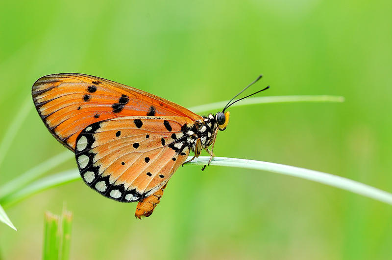 Tawny_Coster_2_050408_by_inckurei.jpg