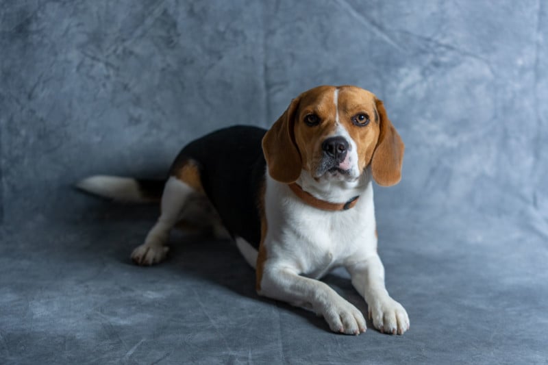 Studio-Portrait-800x533.jpg