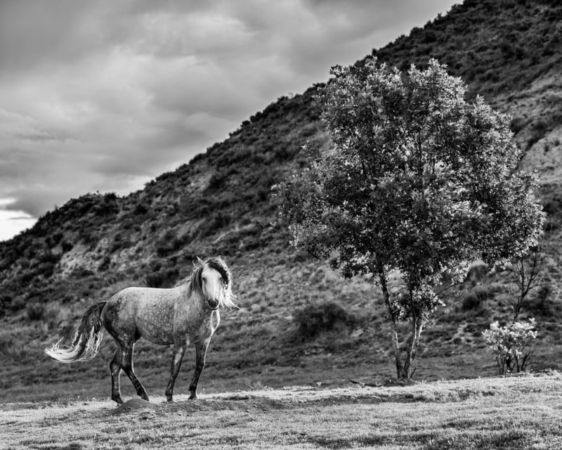 Wild-Horse-And-Tree-800x640.jpg