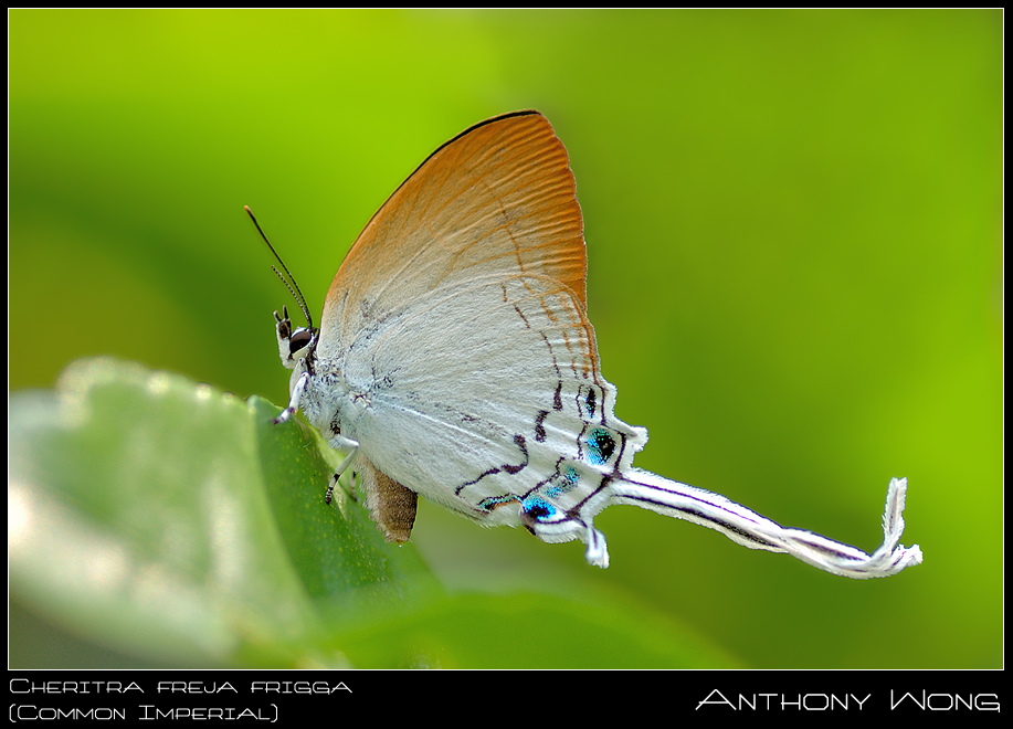 Common_Imperial_2_020808_by_inckurei.jpg