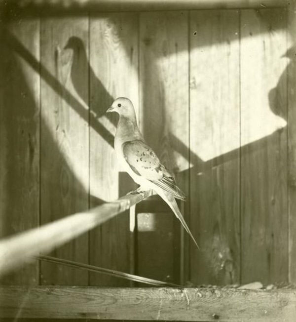image1_1.jpg