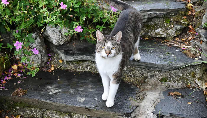 Tiny and Versatile: A Review of the Nikon NIKKOR Z DX 16-50mm f/3.5-6.3 VR Lens