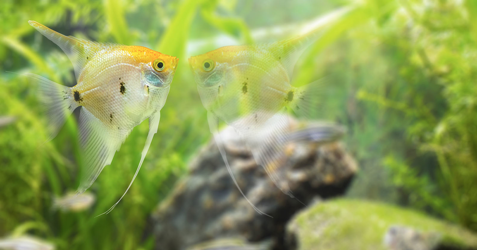 A fish staring at its own reflection