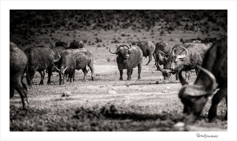 Buffaloherd-800x478.jpg