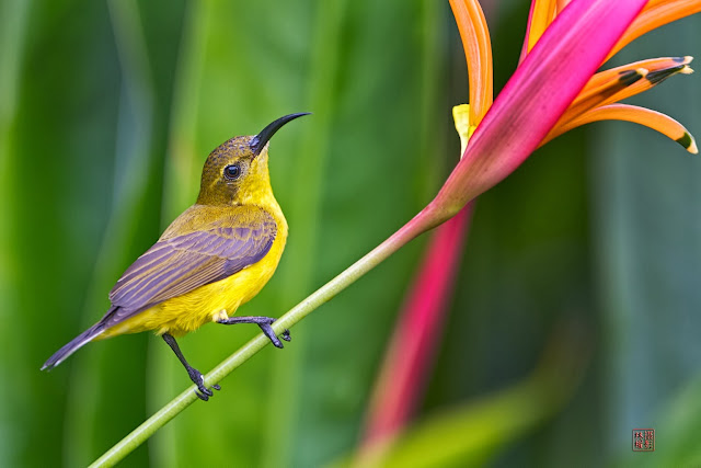 Sunbird