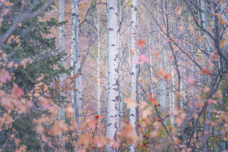 utah_fallcolor_landscapephotography_6-800x533.jpg