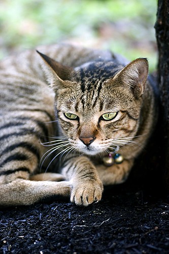 3201619244_2132c3e819.jpg