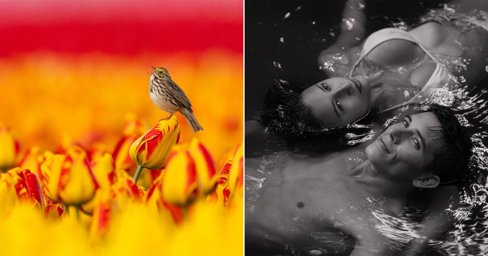 A split image: left side shows a bird perched on a red-yellow tulip with a blurred vibrant field of flowers; right side is a black-and-white photo of two people floating close together in water, looking up.
