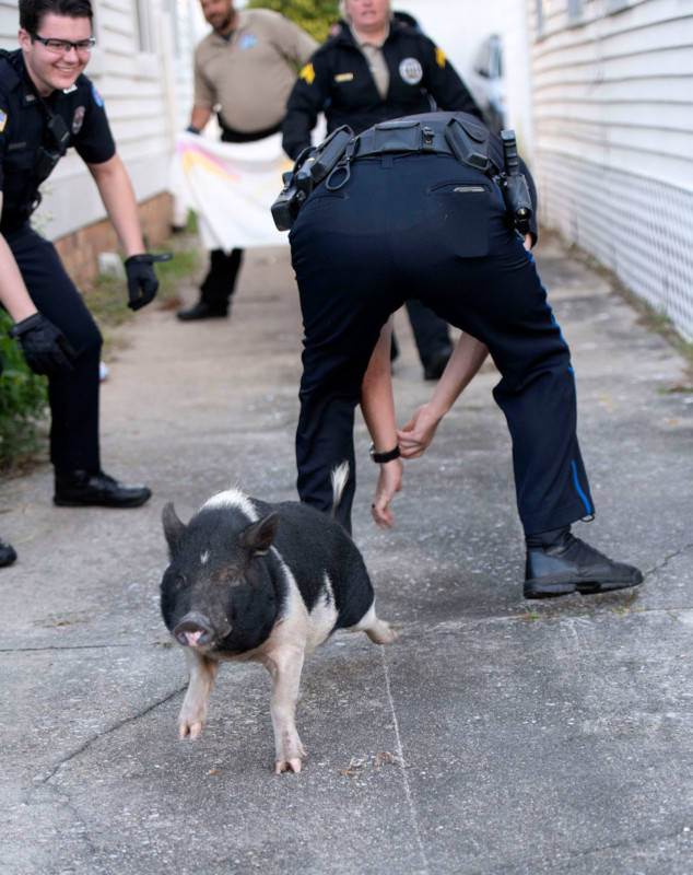 policechasingrunawaypig-6-634x800.jpg