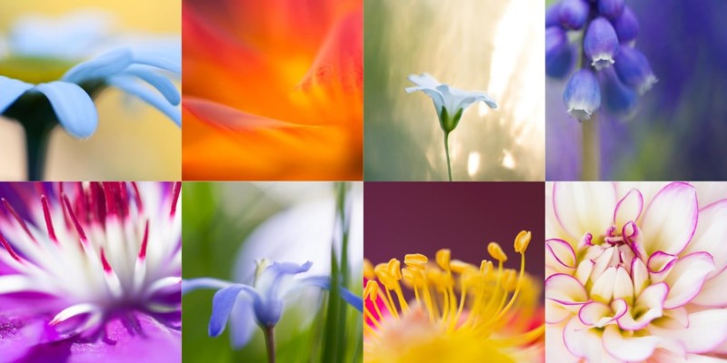 Jaymes-Dempsey-Photography-Flower-Macro-800x400.jpg