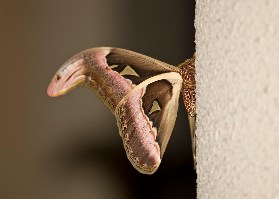 Atlas_Moth_Side_by_inckurei.jpg