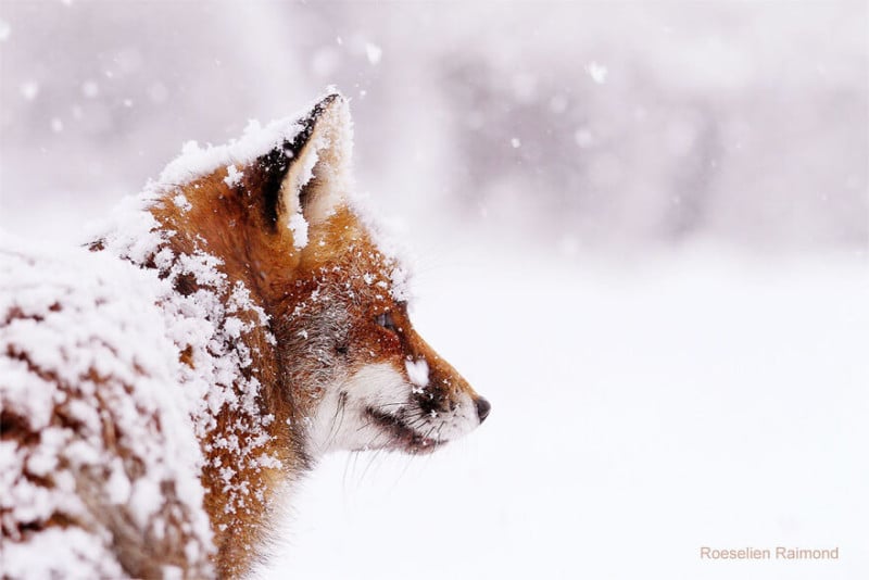 MG_1199_red_fox_snow-61b886711a889__880-800x534.jpeg
