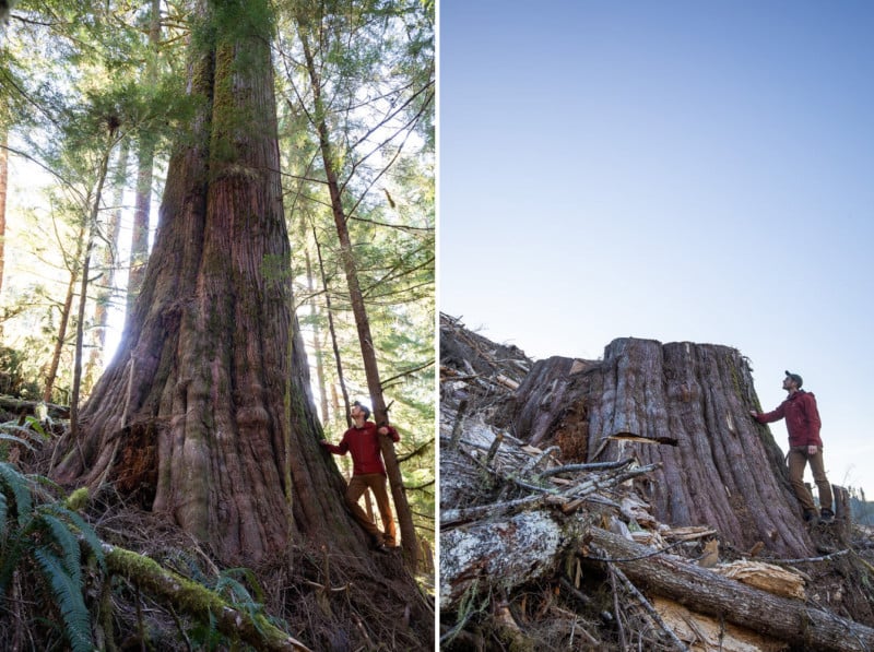 Before and after photos of old-growth trees cut down by logging by photographer TJ Watt