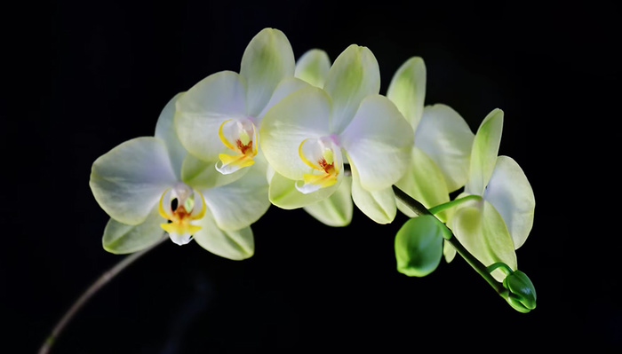 A Review of the Nikon AF-S VR Micro-NIKKOR 105mm f/2.8G IF-ED Lens