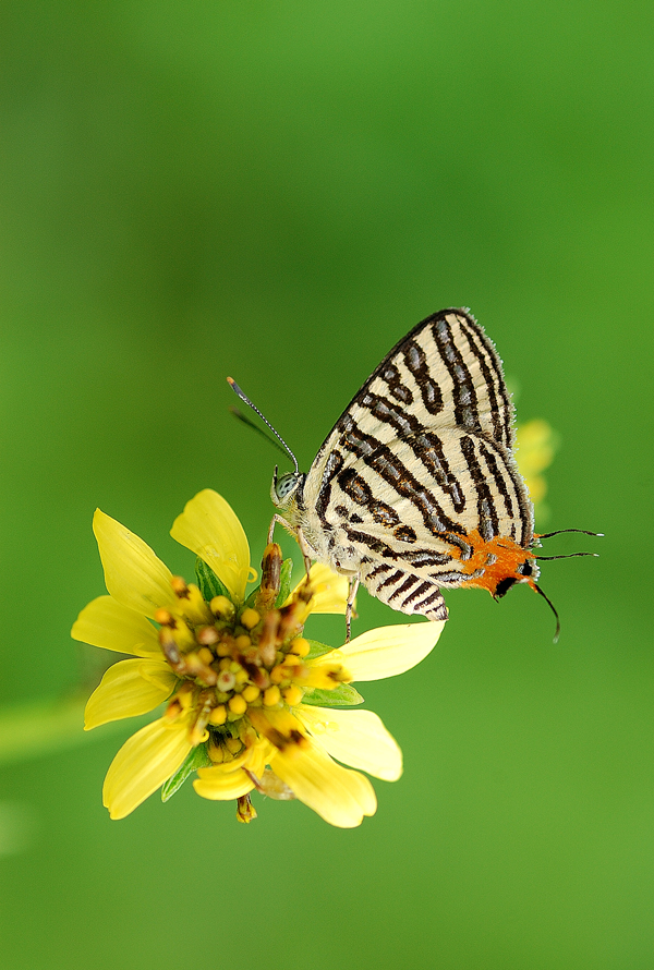 Club_Silverline_On_flower_by_inckurei.jpg