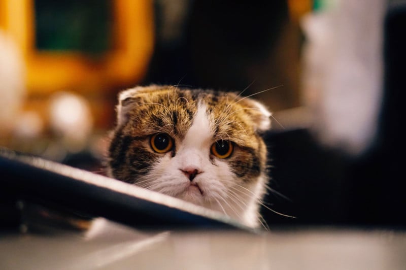 unsplash-image-tEMU4lzAL0w-800x532.jpg