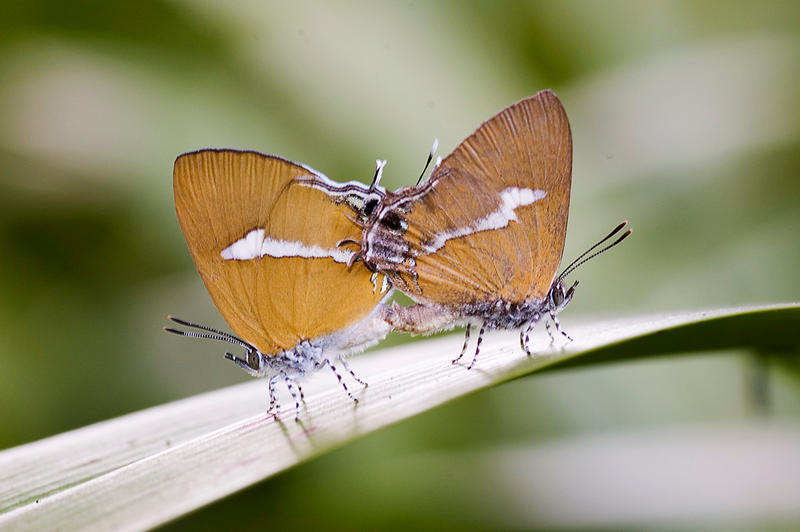 ambon_onyx_mating_by_inckurei.jpg