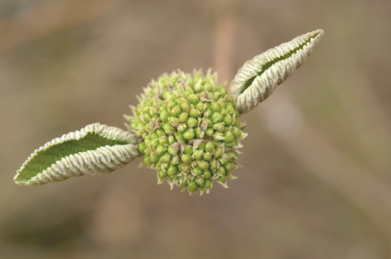 L9999664_AP-800x530.jpg