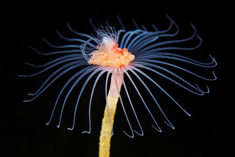 Hydrozoan-polyp-Tubularia-indivisa-800x534.jpg