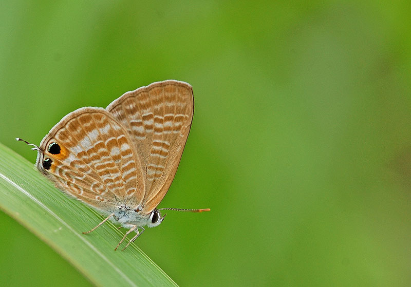 pea_Blue_310508_by_inckurei.jpg
