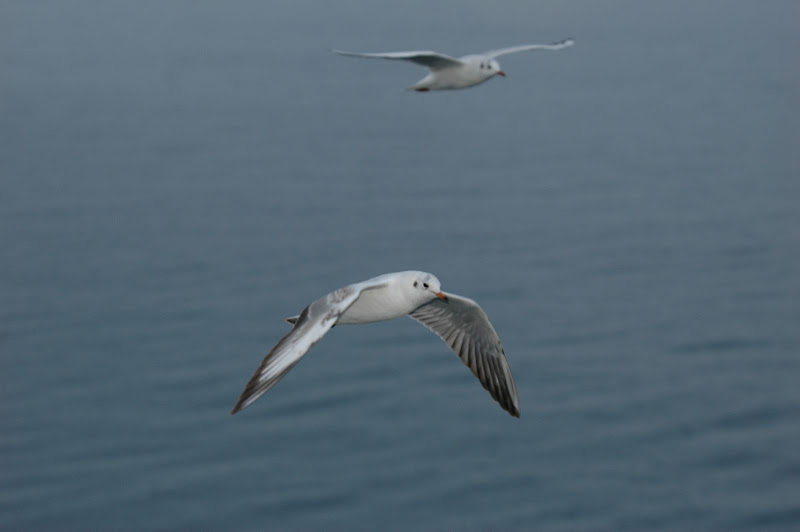 ferry13.JPG