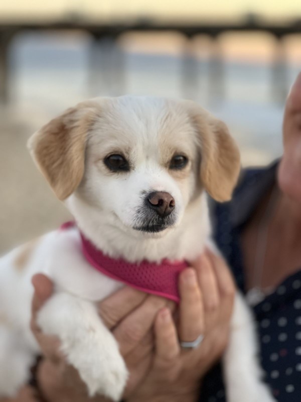 A photo of a dog captured with the iPhone's Portrait mode