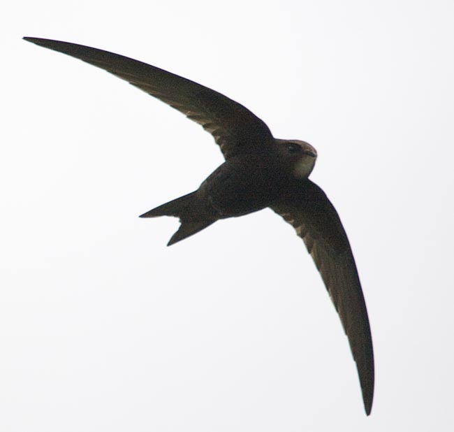 Swift6281.jpg