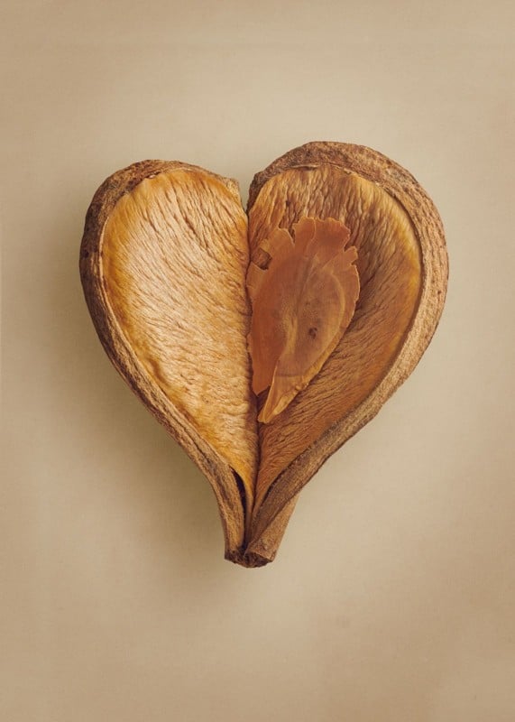 A photo of a seed by photographer Levon Biss