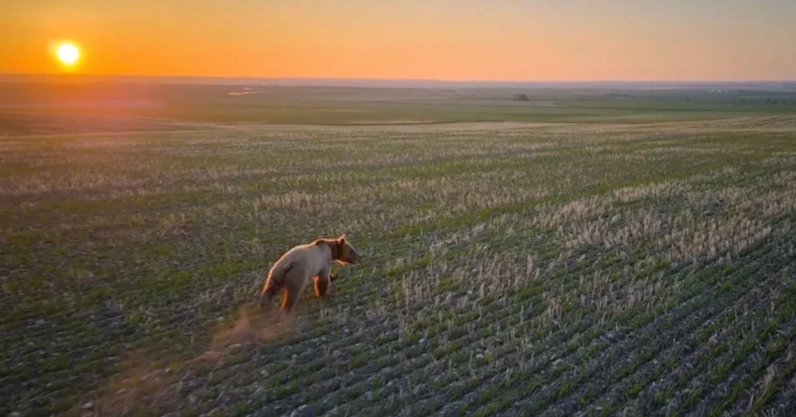 drone grizzly bear