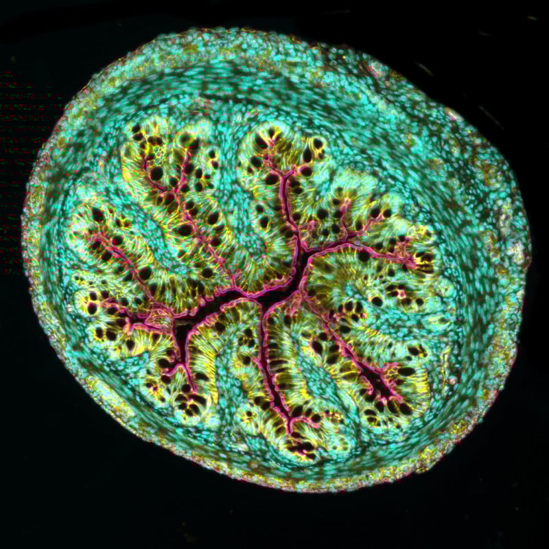 8-intestinal-cross-section-800x800.jpg