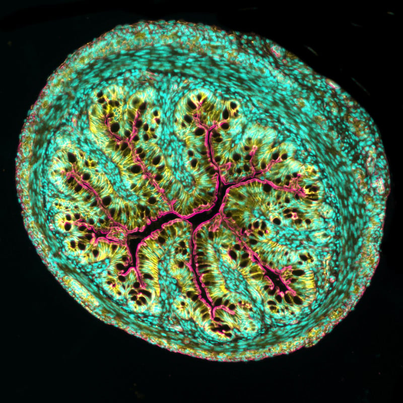 8-intestinal-cross-section-800x800.jpg