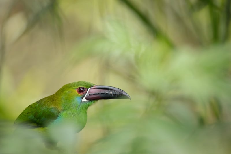 BASCO-toucanet-800x533.jpg