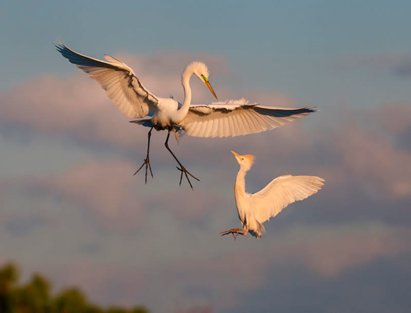 Egrets-800x610.jpg