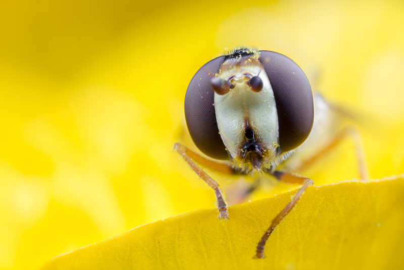 hoverfly-800x534.jpg
