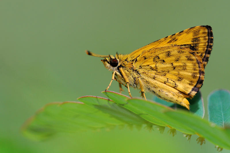 Unknown_Skipper_25042010_by_inckurei.jpg