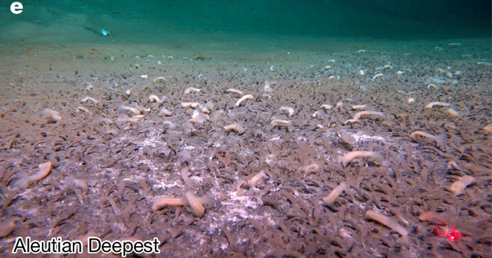 Underwater scene at the Aleutian Deepest site, showing a sandy seafloor scattered with numerous pale, tube-like sea creatures and small burrows. The ocean water above appears greenish-blue.
