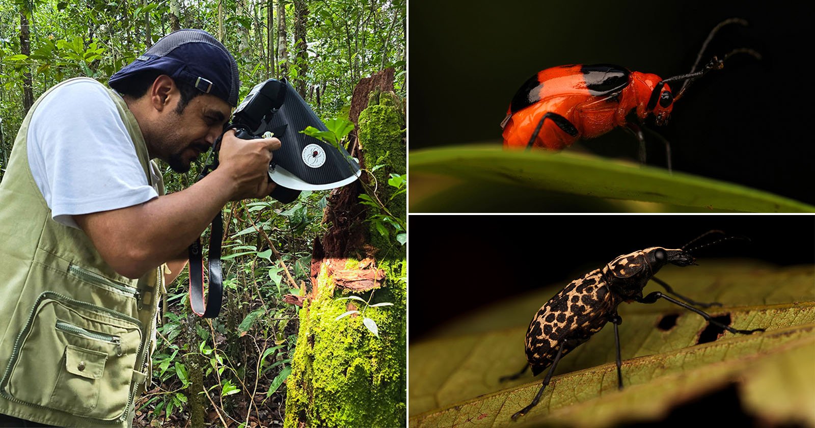 A scientist photographs insects in a lush forest; inset images show a red and black beetle on a leaf (top right) and a brown, speckled beetle on a leaf (bottom right).