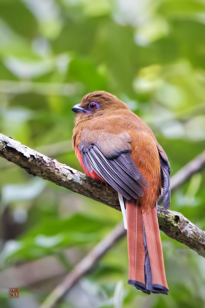 Red+Headed+Trogon