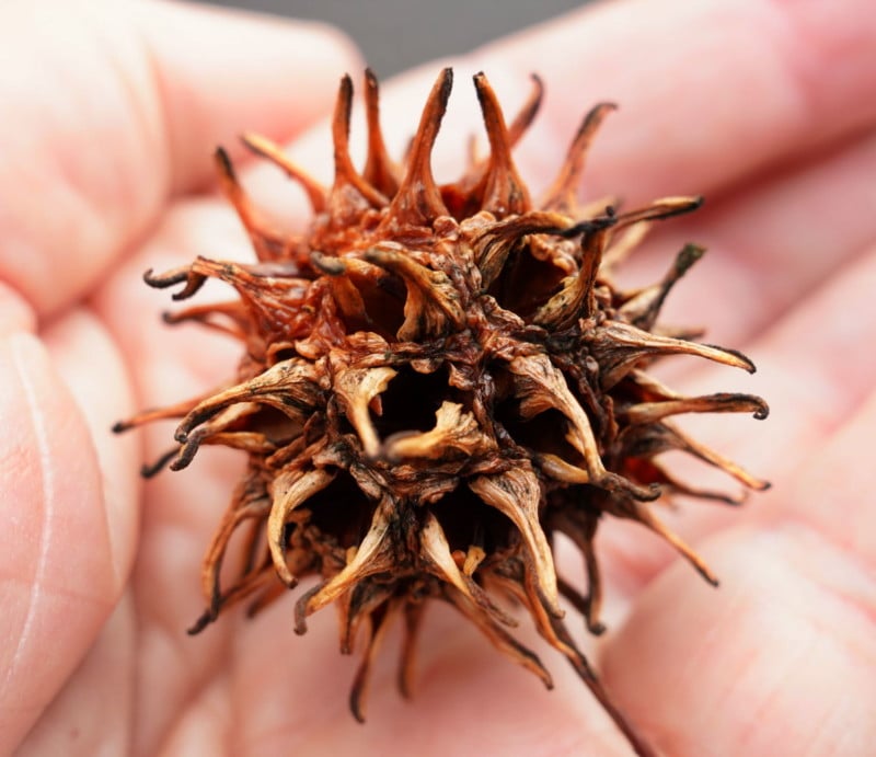 Liquid-Amber-Burr-1830-800x691.jpg