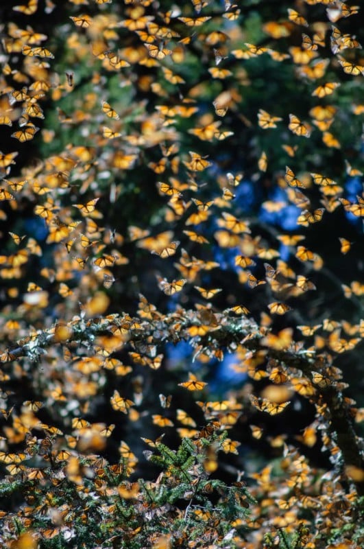 butterflies-531x800.jpg