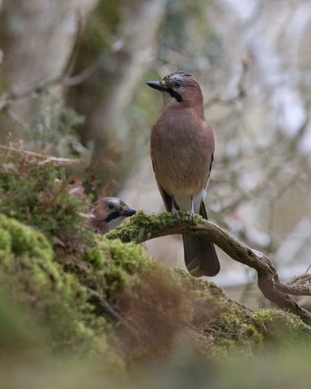 Two-Jays-scaled-1-640x800.jpg