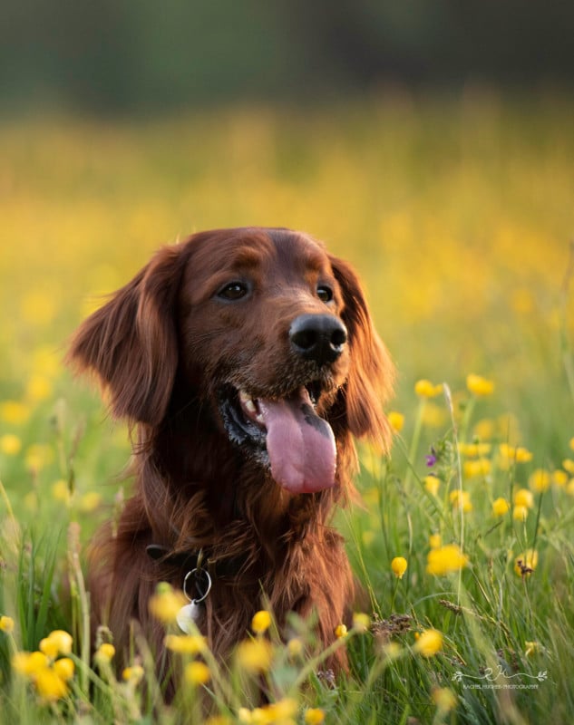 dog14-633x800.jpeg