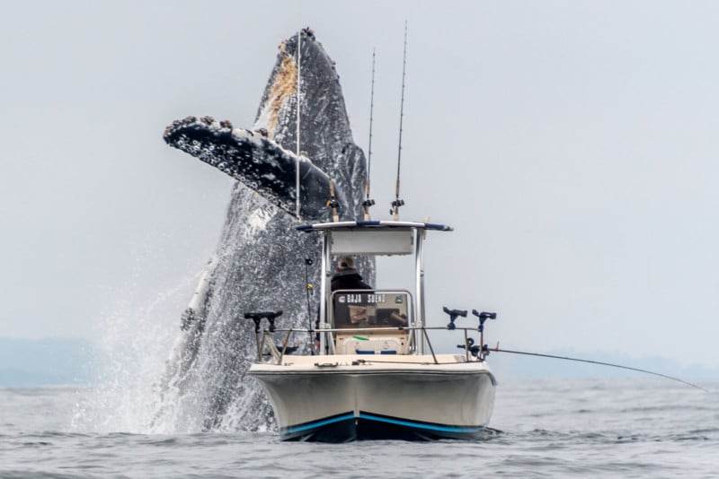 whalebreachboat-800x534.jpg
