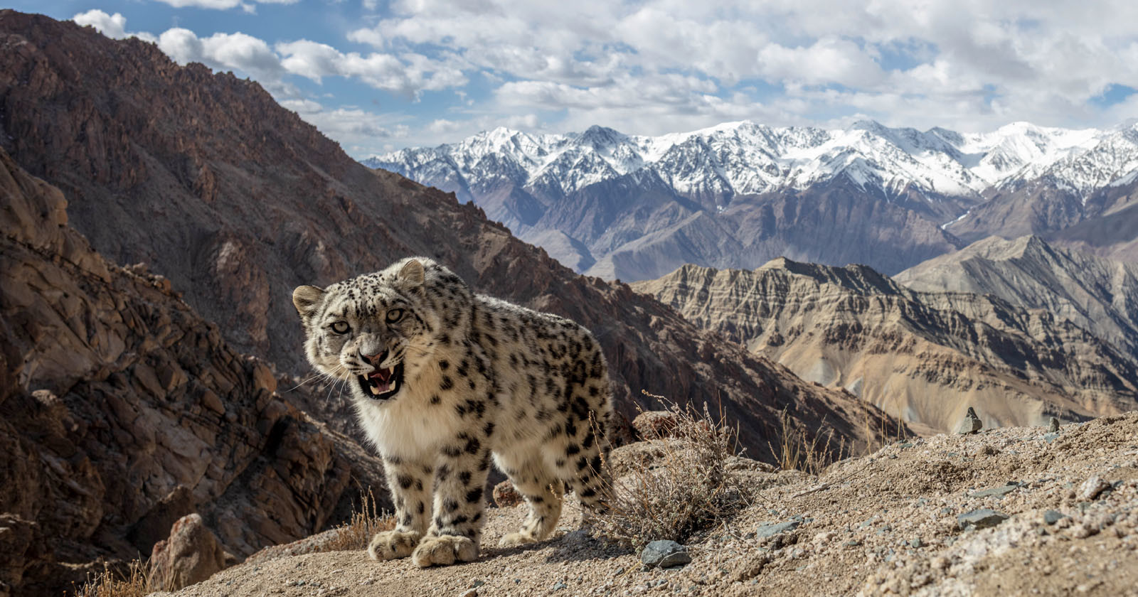 snow leopard in a DSLR camera trap