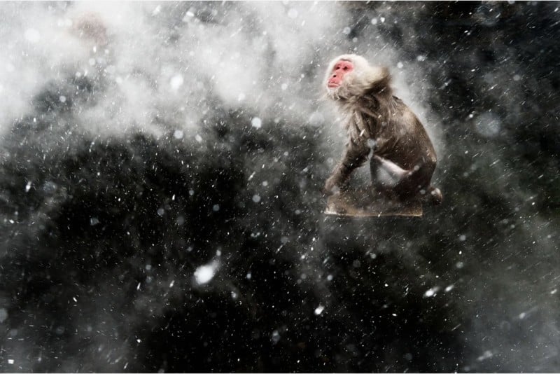 Flying-Japanese-Macaque-Jasper-Doest-800x534.jpg