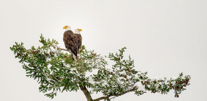 Peter-Cavanaugh-Snow-Eagles-copy-800x392.jpg