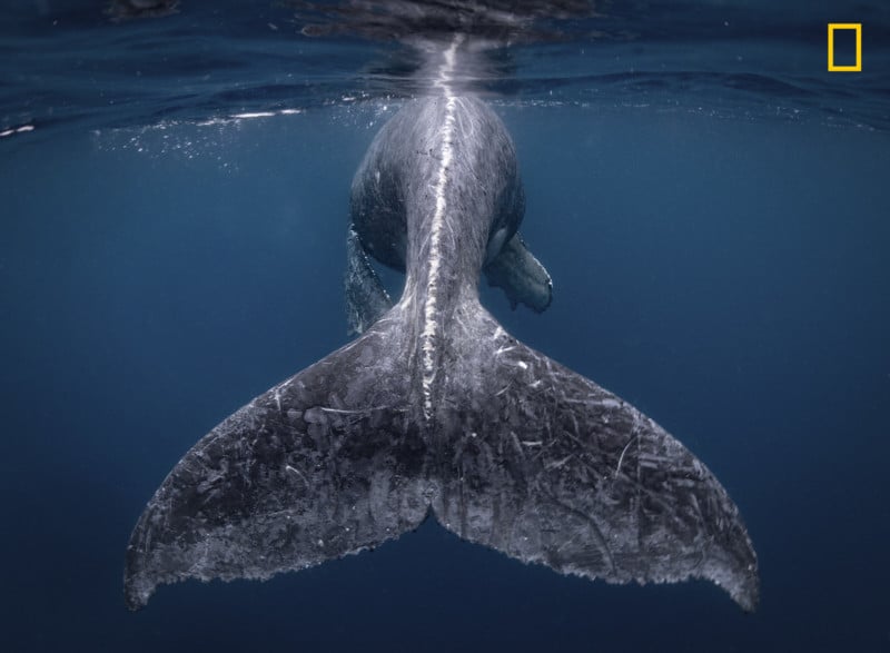 NG_TPOY_GRANDPRIZE-NATURE1-800x587.jpg