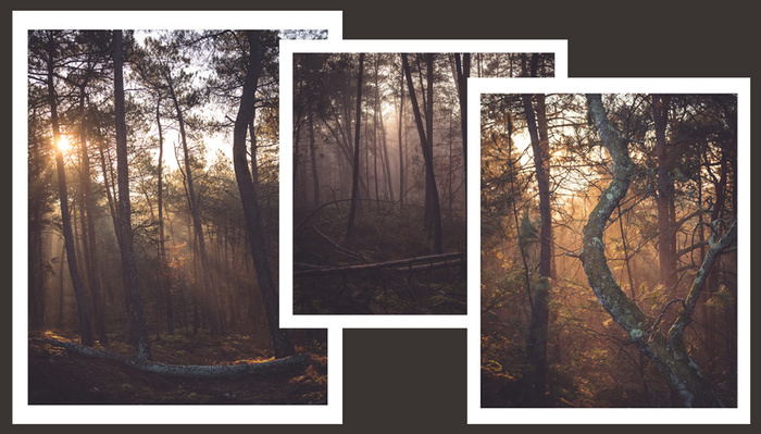 12 Ways To Turn Boring Woodlands Into Magical Photographs
