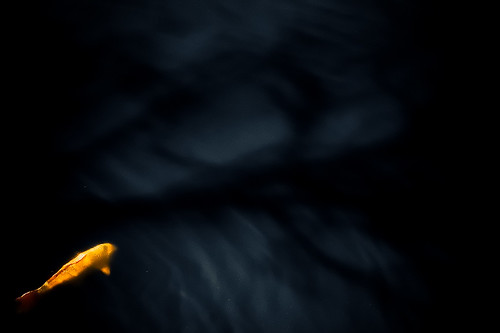 3446868767_602300fd33.jpg