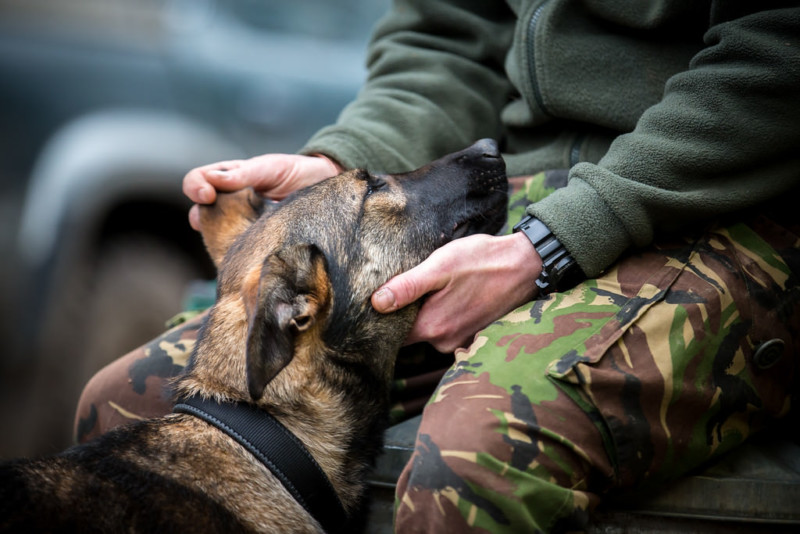 1st-Assistance-Dog-Dean-Mortimer-©-XL-800x534.jpg